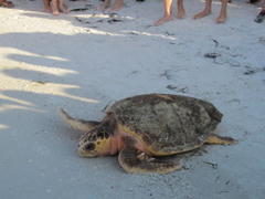 watch for sea turtle hatchlings; nesting season underway